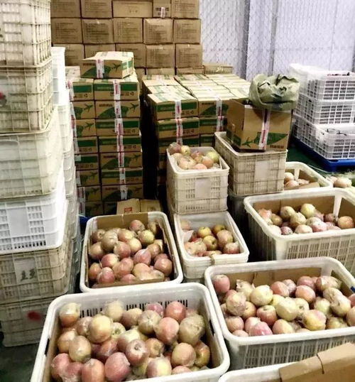 京東濮陽館助戶部寨130噸紅富士蘋果銷往全國，農副產品銷售創新模式